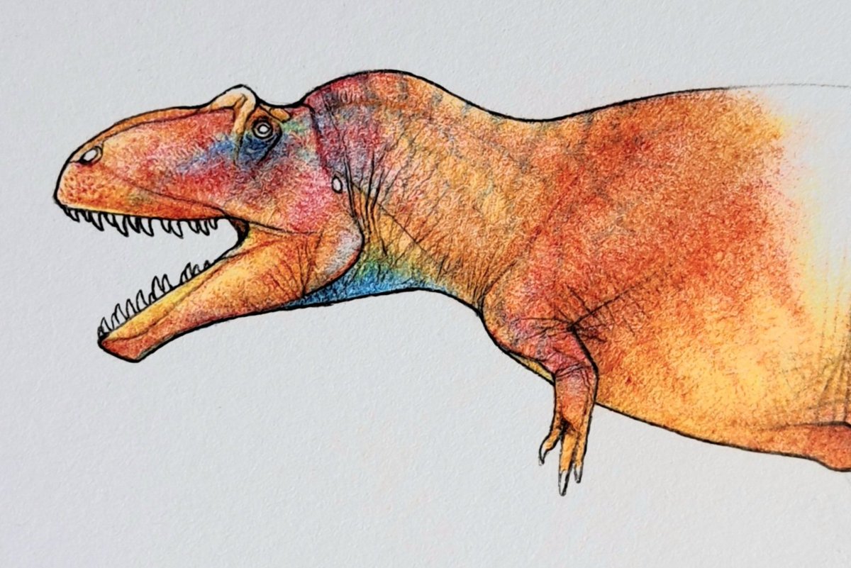 Giganotosaurus WIP

#paleoart #dinosaurs #giganotosaurus