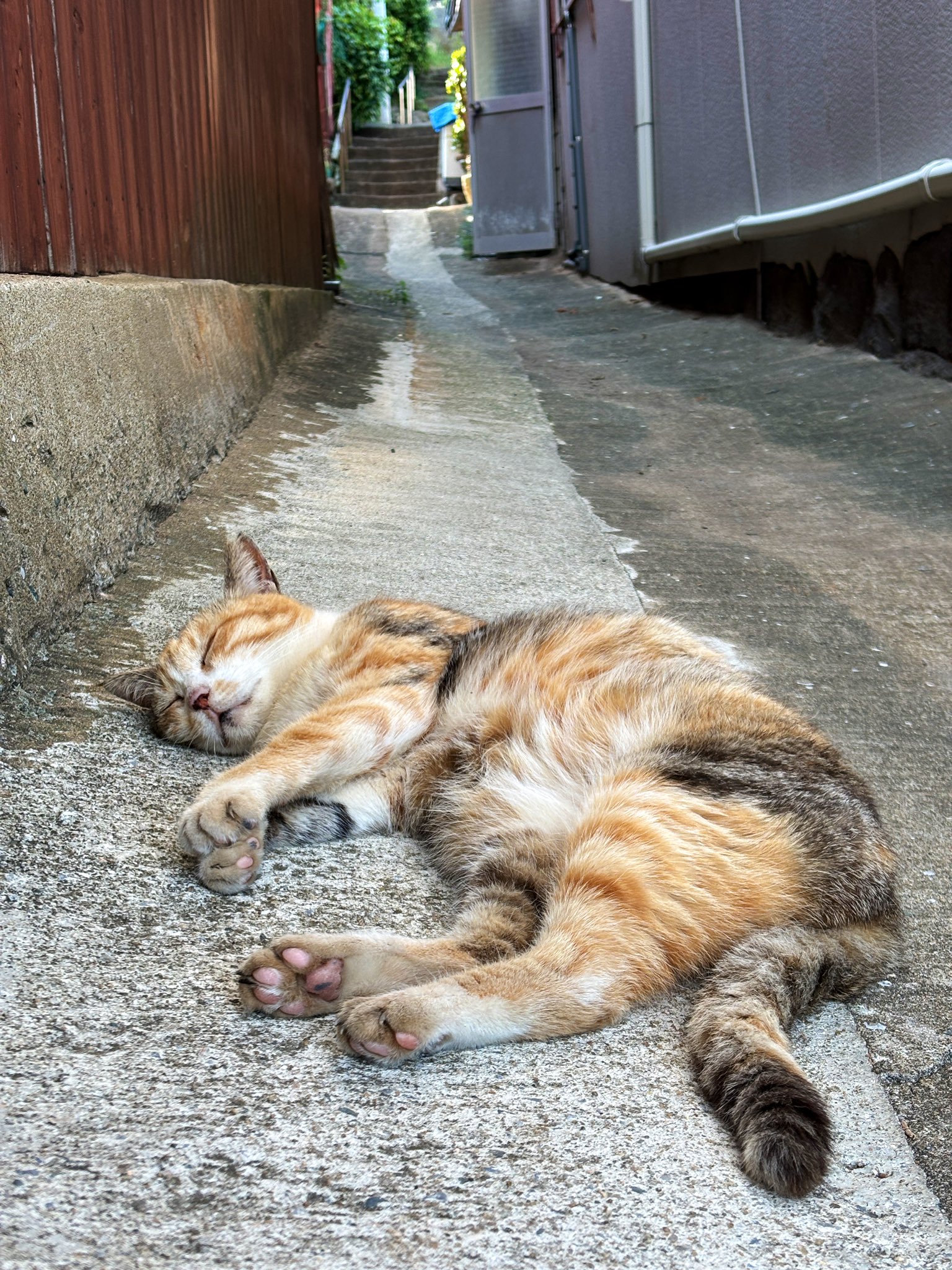 【中古】 ねこぷに ６（２００８実りの秋号）/メディアックス 中古】 ねこぷに 6（2008実りの秋号）/メディアックス