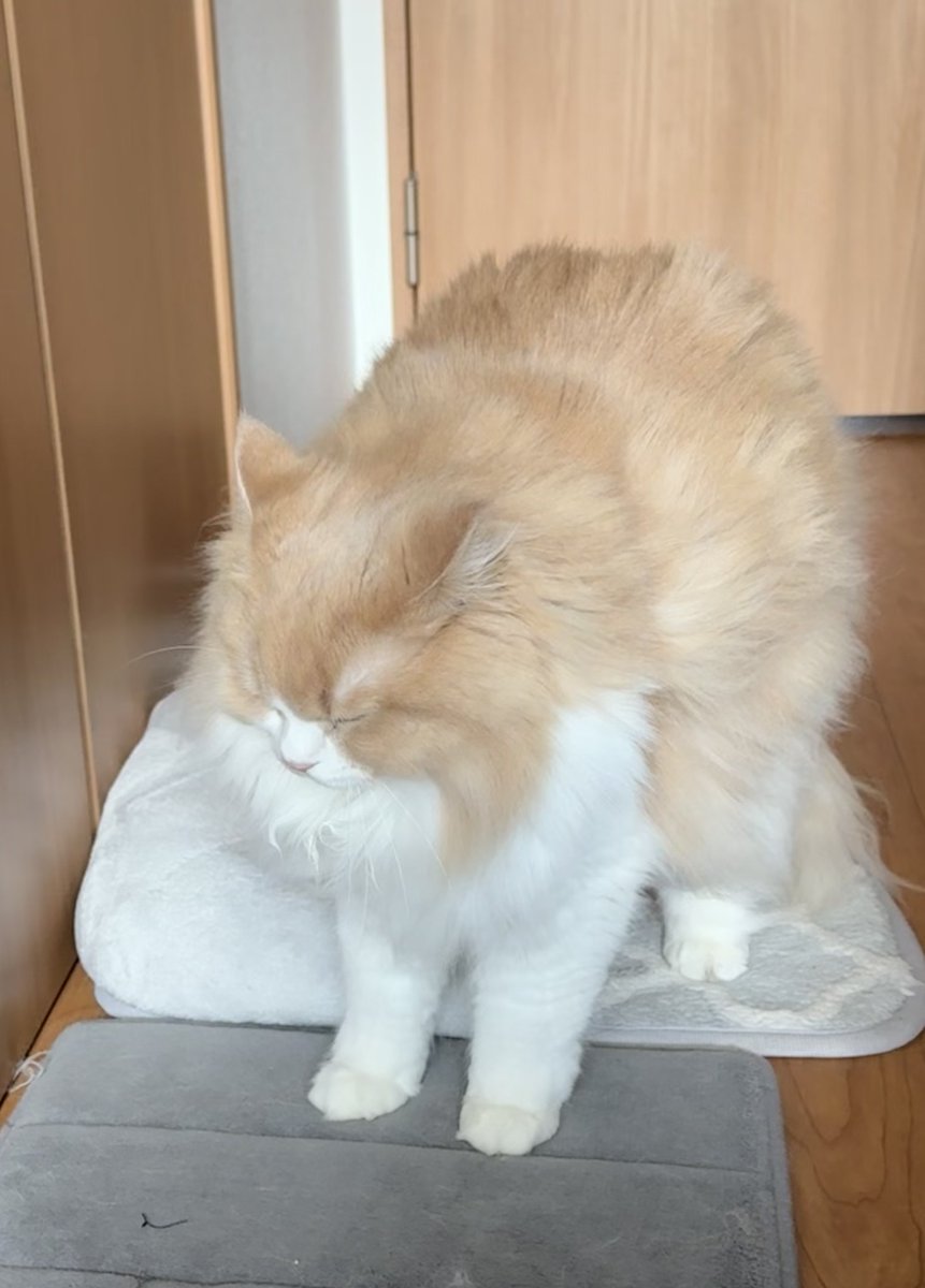 うちの子の ぼにゃーる は控えめで
小さく「ﾝｰ!」って言ってるの可愛すぎるんだよな(´；ω；`)

#サイベリアン
#猫のいる暮らし
#ねこ好きさんと繋がりたい