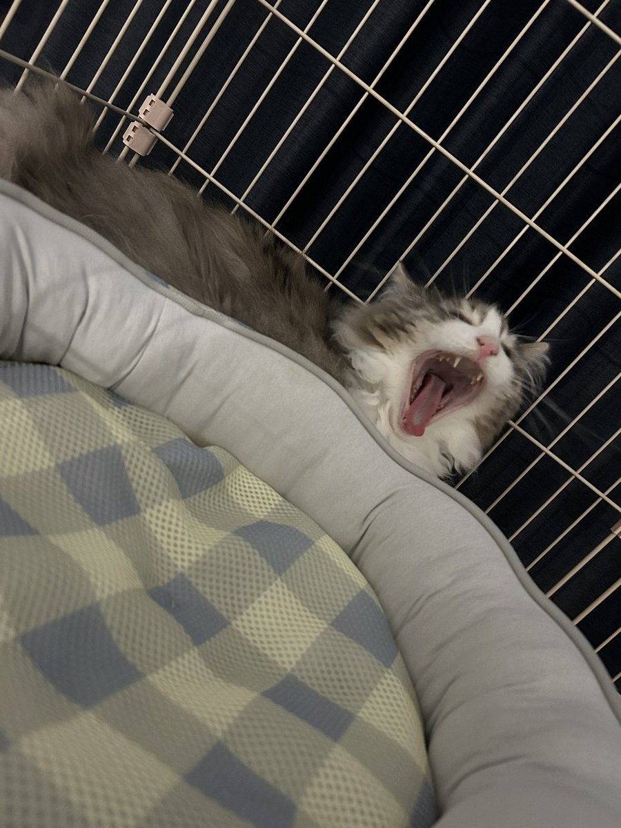 まいごさんこんばんは～🌙

とりあえず引越しの搬出・搬入が終わって一段落着いたけど
連日の荷造り＋長距離の移動＋にゃんこケージ組立でヘトヘトボロボロ_( :⁍ 」 )_
荷解きの前にちょっとソファでおねむするだ･･･

にゃんこもお疲れモード🐈
写真撮るの下手くそでわらう