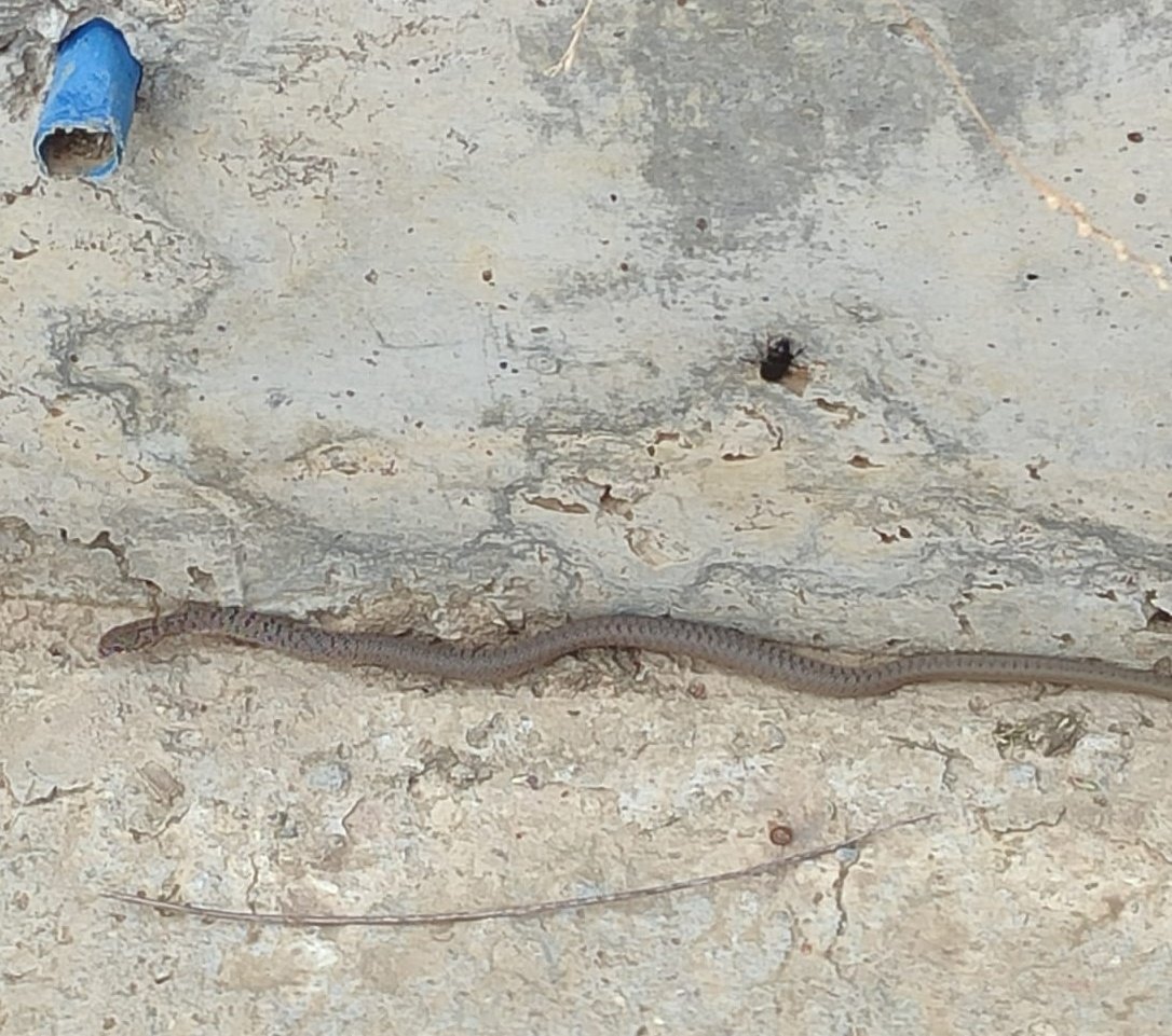 πΊπͺππΏπΈπ
 ππ
πΈπππͺ (@lupumdei) on Twitter photo Senden rica etsem sevgili yΔ±lan dostumuza bΓΆlgede gezmenin yasak olduΔunu sΓΆyler misin? BurasΔ± devlete ait ΓΆzel bir bΓΆlge. Mahkemelik olabilir. Para cezasΔ± ve hapis cezasΔ± var. 
Ve seni kesinlikle dinler. Bir daha asla YASAK bΓΆlgeye girmez Senden rica etsem sevgili yΔ±lan dostumuza bΓΆlgede gezmenin yasak olduΔunu sΓΆyler misin? BurasΔ± devlete ait ΓΆzel bir bΓΆlge. Mahkemelik olabilir. Para cezasΔ± ve hapis cezasΔ± var. 
Ve seni kesinlikle dinler. Bir daha asla YASAK bΓΆlgeye girmez