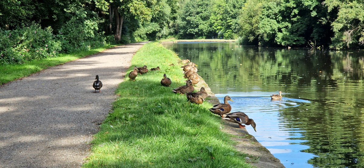 Every trip to the canal is a chance to spot something new 🦆✨

From buzzing bees to herons on the hunt, our wildlife guide helps you discover the amazing species living along our waterways.

Download it here 👉 utm.io/ui228