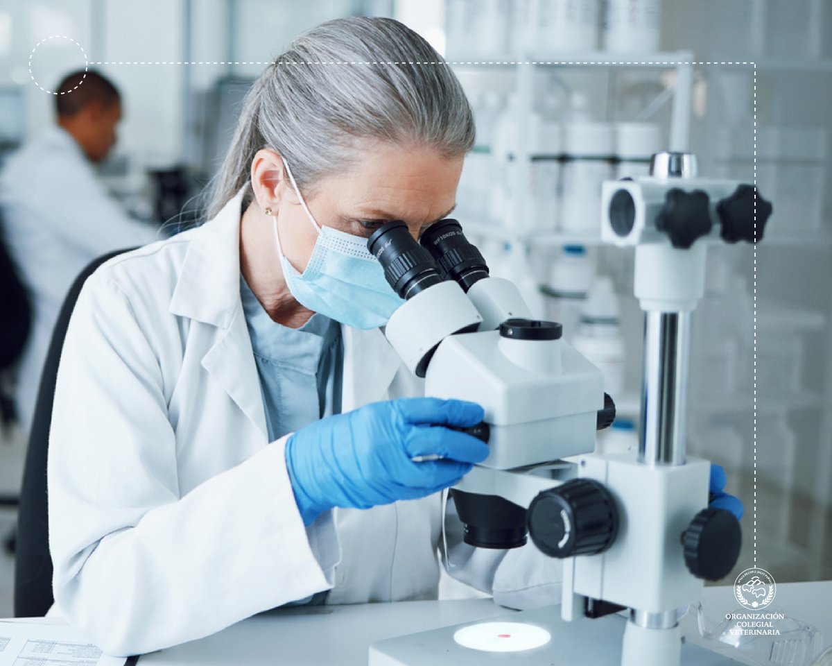 🔬 La investigación veterinaria no solo mejora la salud animal. También previene zoonosis, controla enfermedades, refuerza la seguridad alimentaria y combate la resistencia antimicrobiana.

👩‍⚕️ La labor de los veterinarios es clave para la #SaludPública.

#OneHealth #Zoonosis