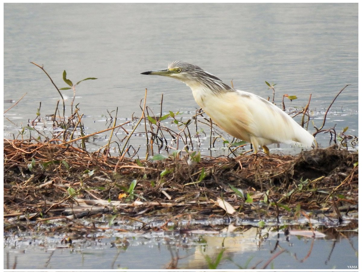 •Ardeola ralloides 

[Sgarza ciuffetto]

#Ardeola #Ardeolaralloides #sgarzaciuffetto #LagodelMatese #WildLife #WildLifePhotography #Birds #Campania #Italy #Italia #Nature 
#Photography #Afni #Yama山