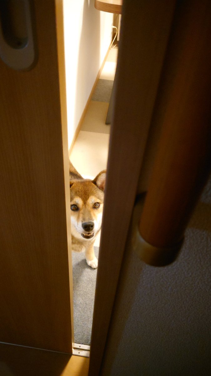 LCP201307's tweet photo. ただいま〜☺️おかえり〜🐶
#柴犬
#黒柴
#胡麻柴 https://t.co/zL6xePqJB2