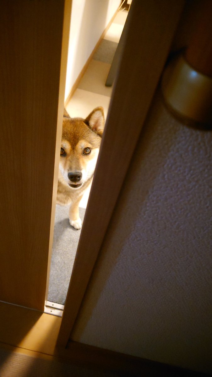 LCP201307's tweet photo. ただいま〜☺️おかえり〜🐶
#柴犬
#黒柴
#胡麻柴 https://t.co/zL6xePqJB2