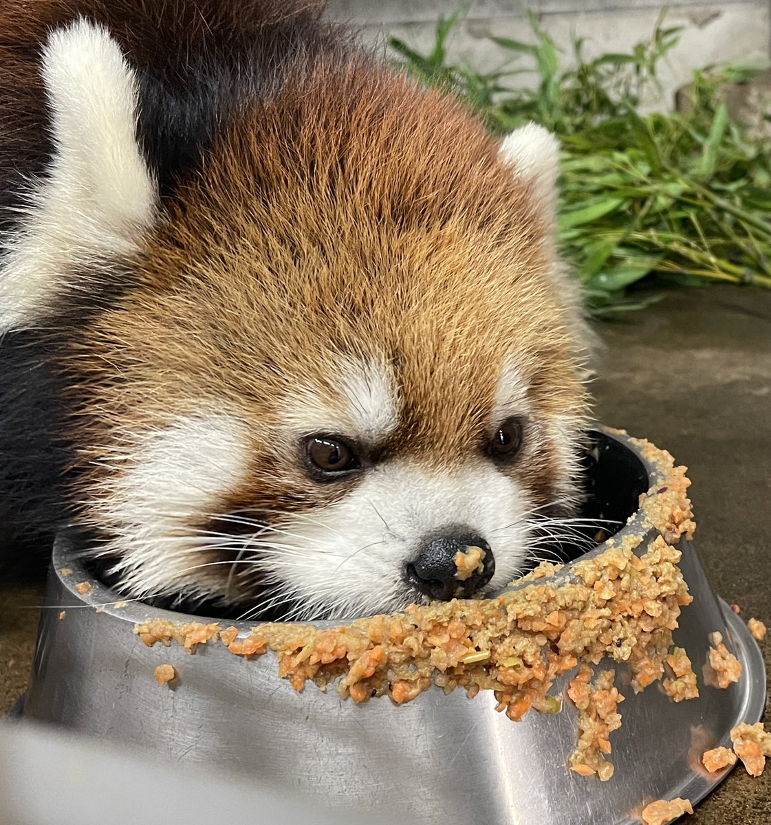 鯖江市西山動物園 tweet media