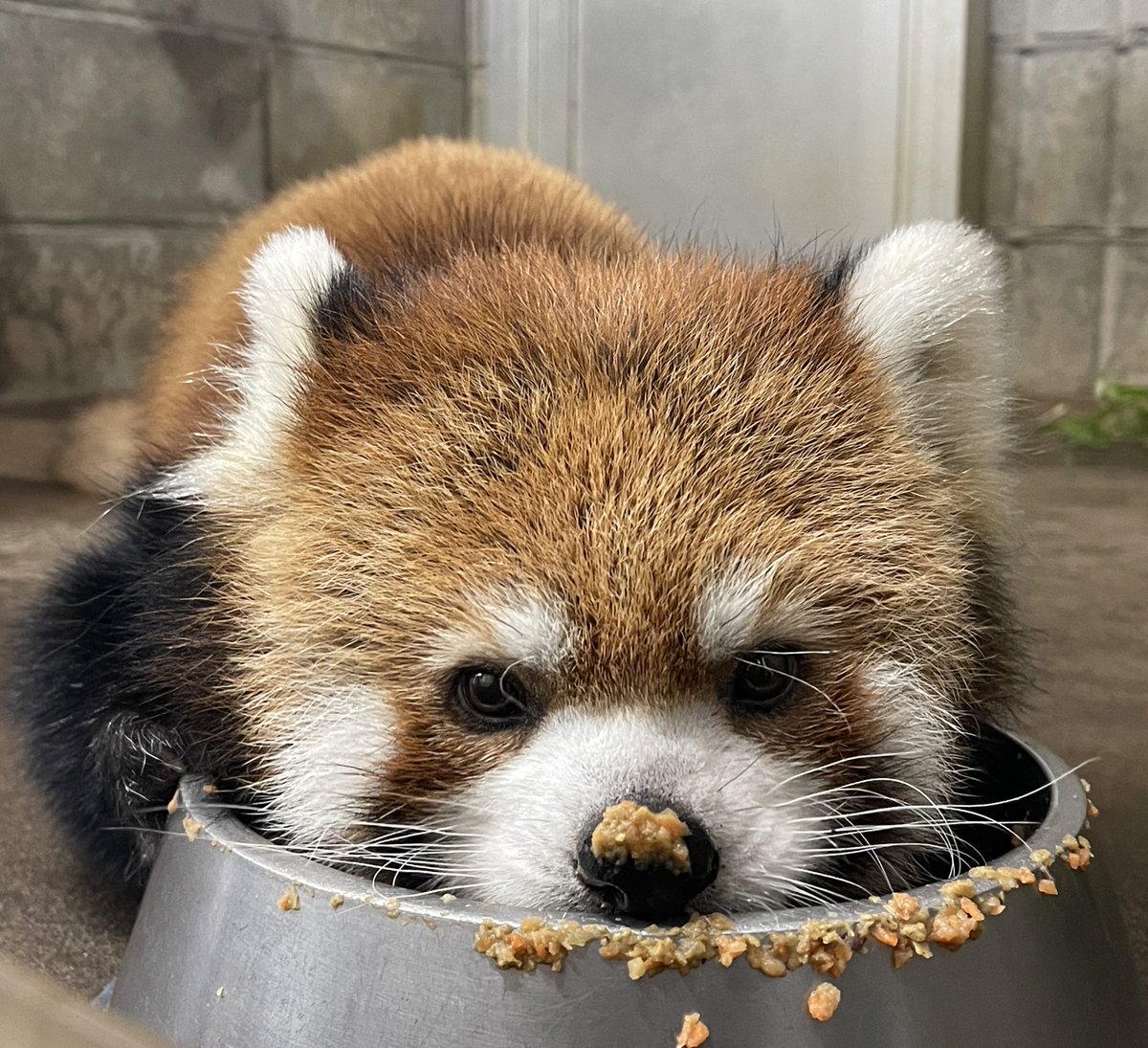鯖江市西山動物園 tweet media