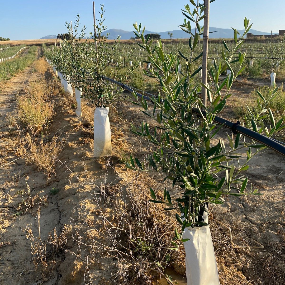 🌱 Olivar con Coriana y Lecciana en Ibieca (Huesca).
El cambio climático impulsa el traslado de cultivos del sur hacia zonas con más agua.
Resistencia al frío y conocimiento del terreno, claves del cambio.

#Agricultura #Agromillora #Innovación #Lecciana #Coriana #Olivos