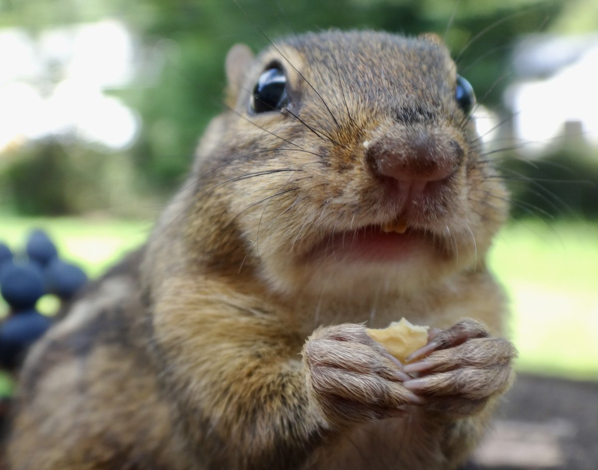 Wait, wait, wait, wait. It's Monday??!  #MondayMood #wildlife #nature #squirrels