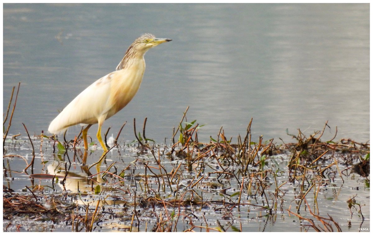 •Ardeola ralloides

[Sgarza ciuffetto]

#Ardeola #Ardeolaralloides #sgarzaciuffetto #LagodelMatese #WildLife #WildLifePhotography #Birds #Campania #Italy #Italia #Nature 
#Photography #Afni #Yama山