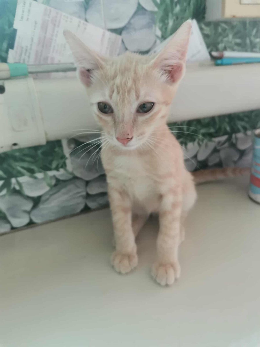 CatsterClub's tweet photo. 🏠หาบ้านให้น้องแมว🏠
มีคนเอาแมวท้องมาวางหน้าห้องพักคะ
คลอดลูกออ���มา 7 ตัว
เกิดวันที่ 30 มี.ค. 68 
น้องๆอายุ5เดือน

สีส้ม ตัวผู้ 3 ตัว
สีดำ ตัวเมีย 2 ตัว
สีเทา ตัวเมีย  1  ตัว
สีสลิด  ตัวเมีย 1  ตัว

ที่คอนโดไม่ให้เลี้ยง ต้องการหาบ้านให้เด็กๆด่วนค่ะ ขอคนเมตตาน้องๆ มารับอุปการะหน่อยนะคะ 

เด็กๆยังไม่ได้ฉีดวัคซีน และยังไม่ได้ทำหมัน 

พิกัด : เคหะดอนเมือง 
ติดต่อ : พี่สุ 0830178956