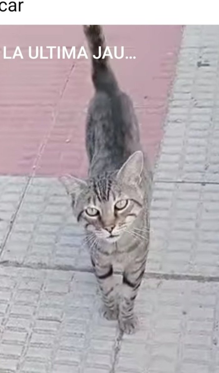 Lo han 💔
    💔ABANDONADO💔

Tiene miedo y se esconde
los otros gatos le pegan
y no le dejan comer
SUPLICA QUE ALGUIEN LE PROTEJA
Suplica una caricia 😭
Pero nadie parece verlo

Es un gatito bueno y casero 
d unos 5 años (yo creo q menos🥺)
#Parla
#Madrid
x.com/CefiroyCoco/st…