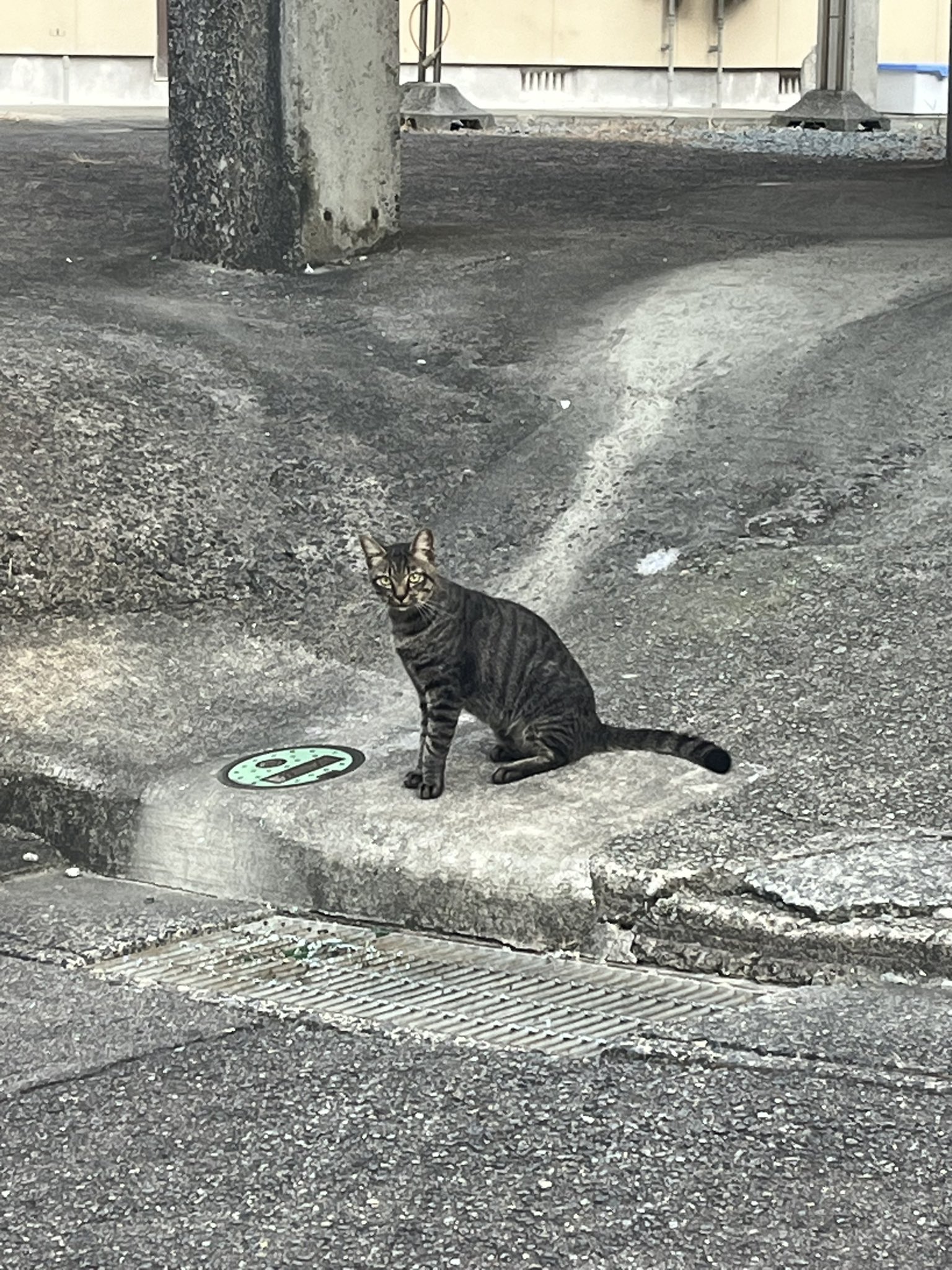 ☆欲張り工房様☆専用！！キジトラ猫ちゃんと黒猫ちゃん ☆欲張り工房様☆専用！！キジトラ猫ちゃんと黒猫ちゃん
