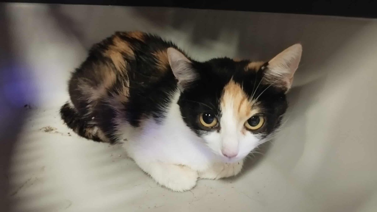 3 GODZINY DO KOŃCA ZBIÓRKI 💔 

Alexa leżała na boku z otwartymi oczami, jej wiotkie ciało drgało a ona nie reagowała na obecność opiekunki. Dostała tlen i została przyjęta do szpitala.

PROSZĘ POMÓŻCIE 🙏 
KOTKA WALCZY O ŻYCIE!

ratujemyzwierzaki.pl/alexa