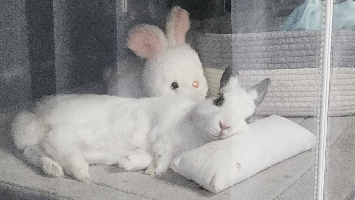 토끼 MingMing tweet media