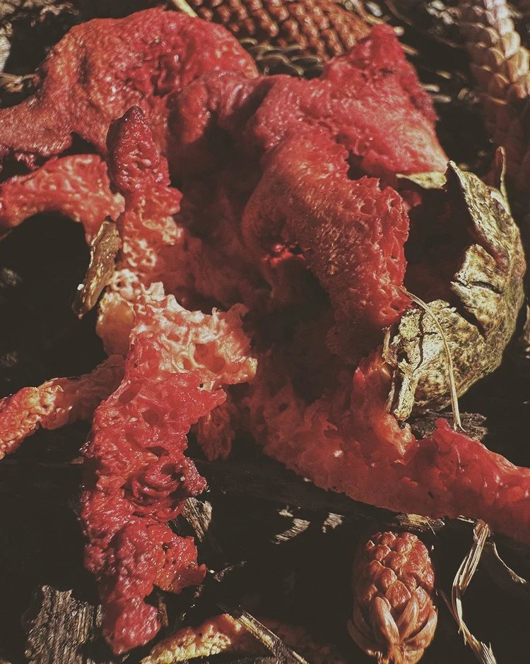 What do mushrooms reveal about women’s hidden strength?

In Fruiting Bodies, Ying Ang uses photography to look at mushrooms as symbols of womanhood. The project connects the hidden networks of fungi with the invisible work of women in society. It also questions how women are