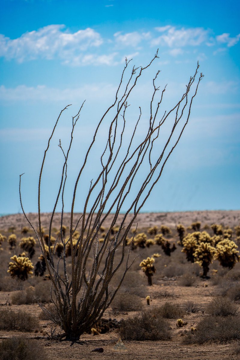 Puerto Peñasco forma parte de la Reserva de la Biosfera del Alto Golfo de California, un área protegida que alberga gran biodiversidad marina y terrestre. ¡En Sonora todo es contraste!