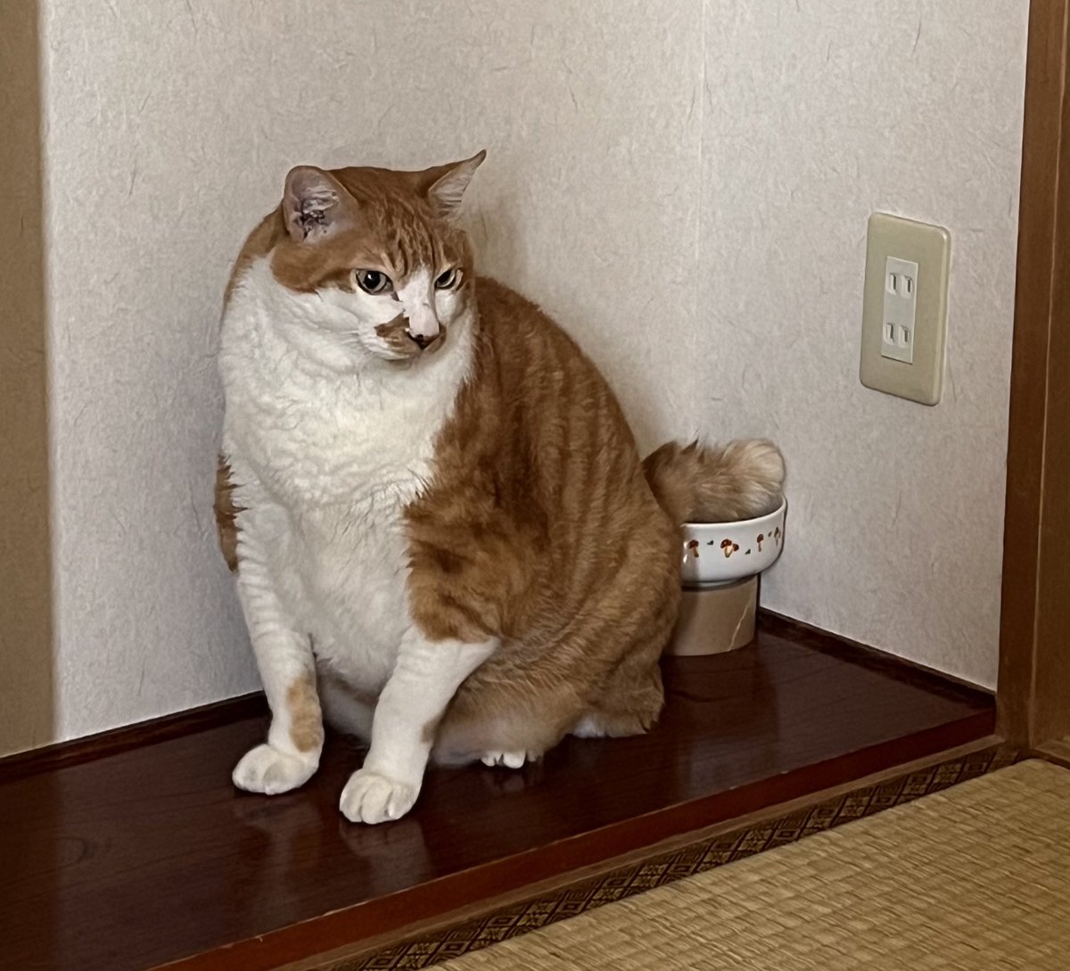 尻尾を水に浸す猫