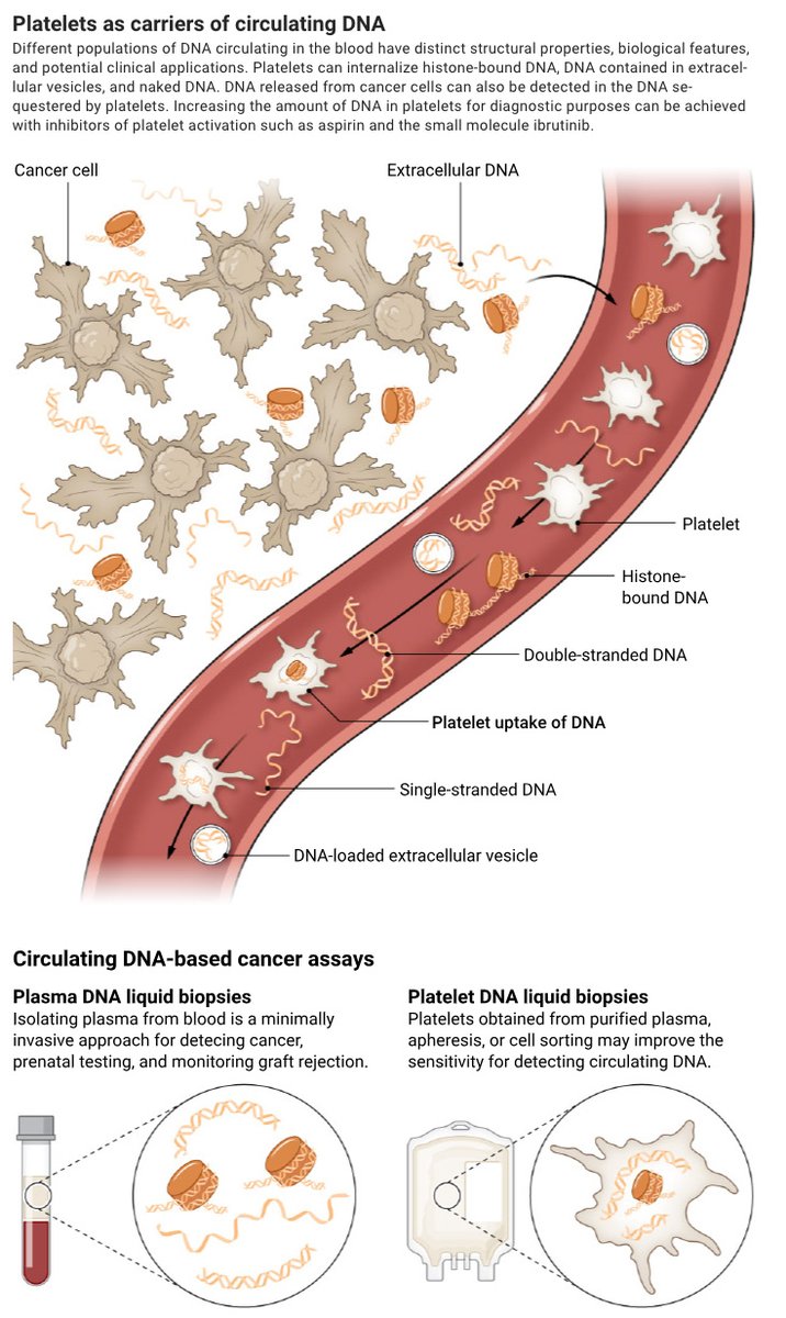 In a new Science study, researchers report that some circulating DNA is sequestered within platelets. This source could improve sensitivity in monitoring for genetic abnormalities across tissues.

Learn more in a new #SciencePerspective: scim.ag/4mOxhfp