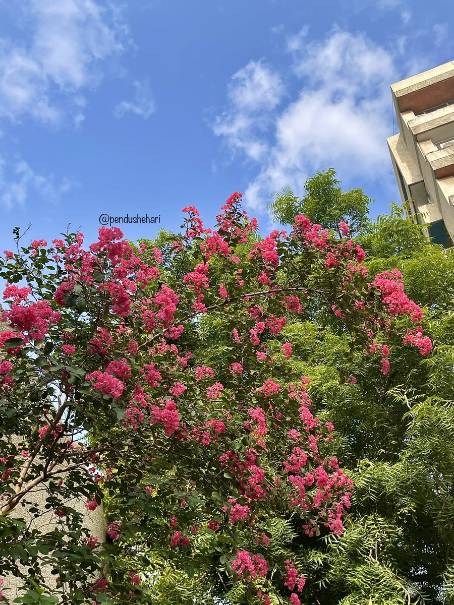 pendushehari's tweet image. Pink crape blooms against a Monday sky… little reminders to start the week gently.

#MyViewRightNow