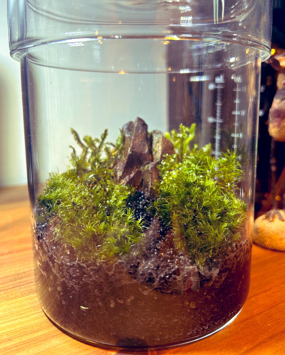 久しぶりに更新した僕の小さな庭🌱
癒されるね（ ◜ω◝ ）