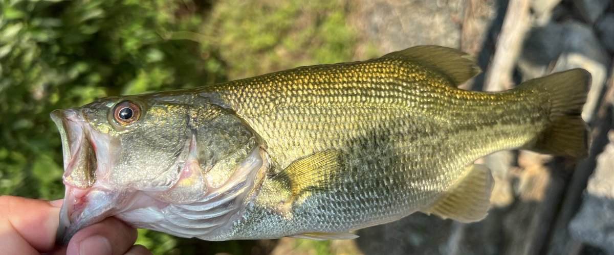 琵琶湖釣行🎣
今回は北湖で釣りをしてきました！
子バスが多く大きい魚を釣る為に場所移動して
1投めでズドンと大きい当たりがきましたが
ニゴイでした。

この日は大きいバスが釣れることなく1日が
終わりました。

皆さん熱中症にはお気をつけて！

#釣り
#琵琶湖
#ブラックバス