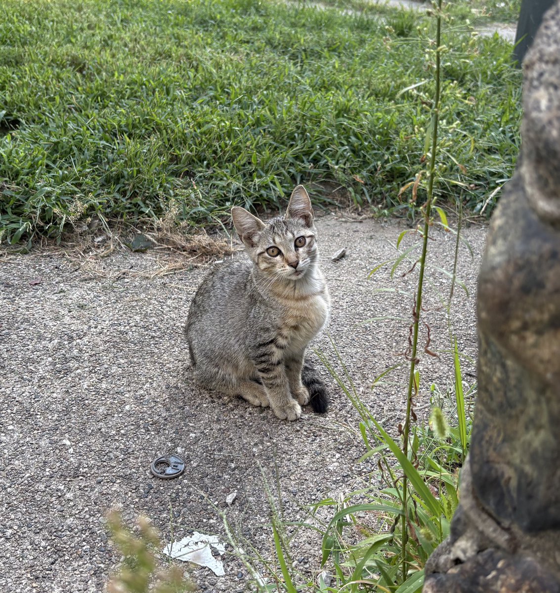saredacted's tweet image. a new feral cat baby found my doorstep…..meet ruby tuesday