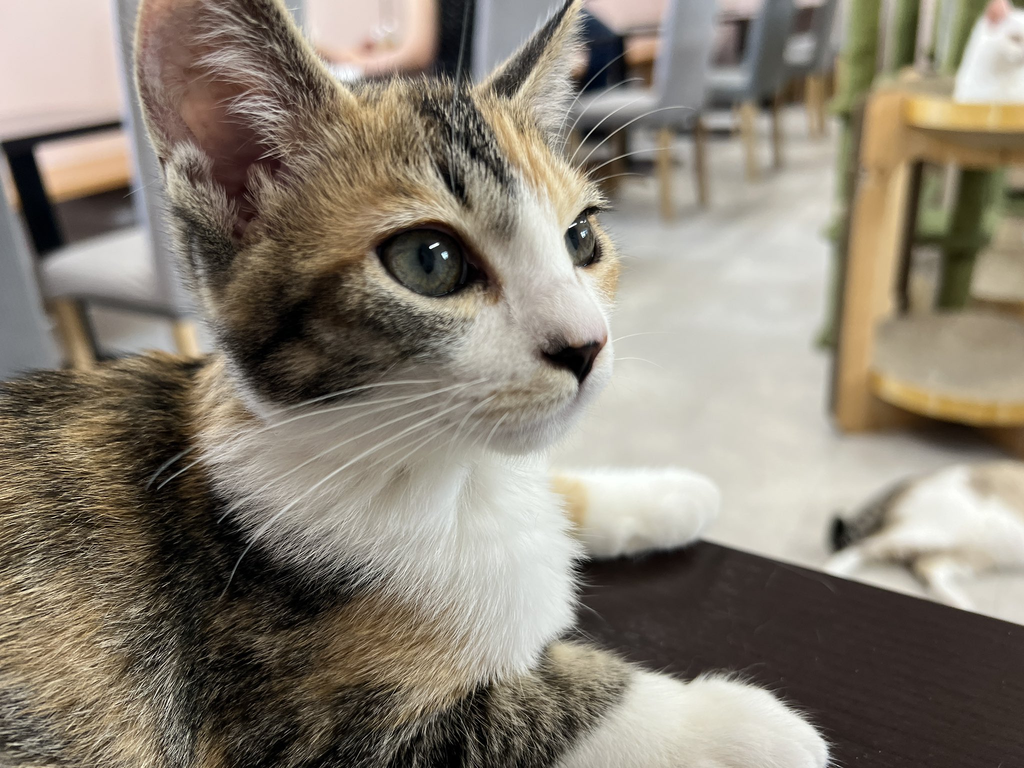 猫まっしぐら on X: 