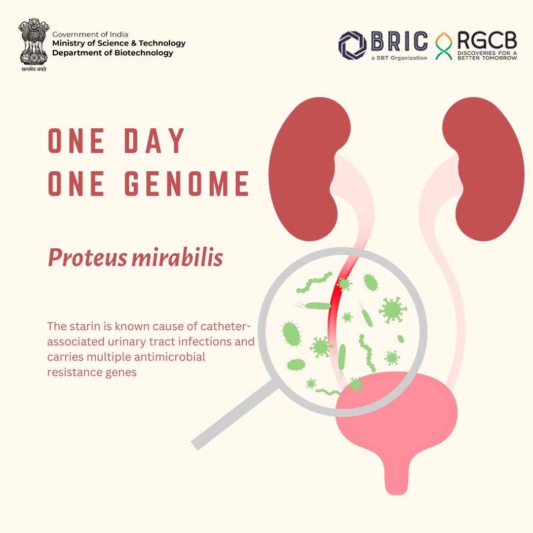 Bioinformatics laboratory <a href="/RGCB_Trivandrum/">DBT-RGCB</a>  has sequenced the genome of Proteus mirabilis from sewage water in Thiruvananthapuram, Kerala. This gram-negative bacterial pathogen, pathogen is a known cause of catheter-associated urinary tract infections and carries multiple