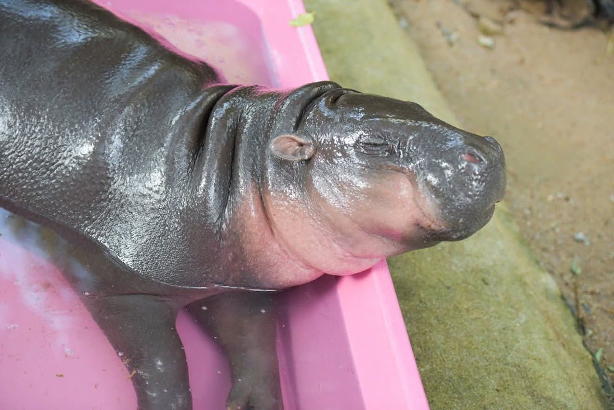 หมูเด้งปัจจุบัน ชีวิตมีแค่กินกับนอน เปลี่ยนกะละมังใหม่เป็นสีชมพู พ่อเบ๊นซ์เพิ่งโพสต์ว่า ผิดคาดมาก ผ่านมาปีกว่าๆ แล้ว ยังมีคนไปหาหมูเด้งที่บ่อ เค้านึกว่าจะมากันแค่ตอนมันยังเด็กๆ ล่าสุด เพิ่งได้อนุมัติโครงการบ้านใหม่ ฮิปโป วิลเลจ