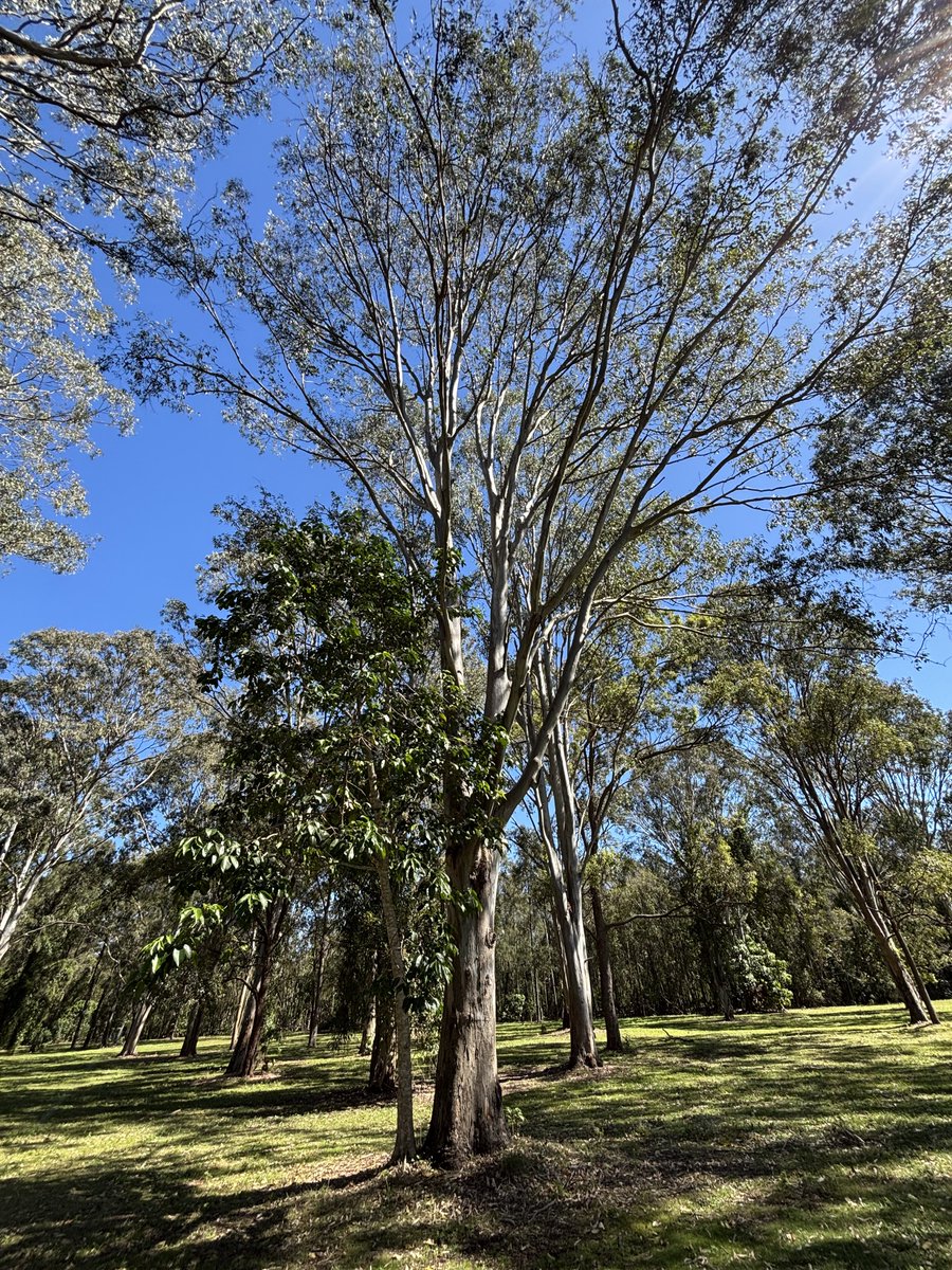 MasativeLife's tweet image. DAY14

森の中を散策…

木の上にいるコアラを首が痛くなるまでずっと見上げてた

なんか幸せで素朴な時間がそこにありました