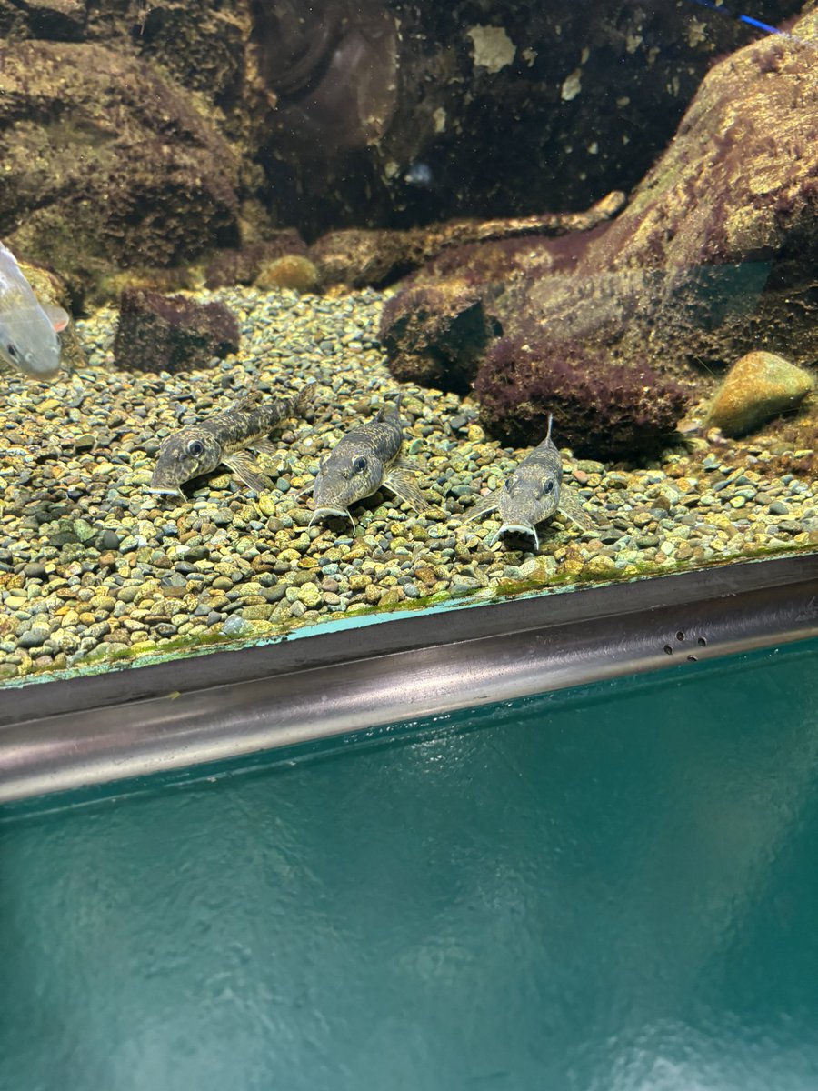 淡水魚 - Search / X