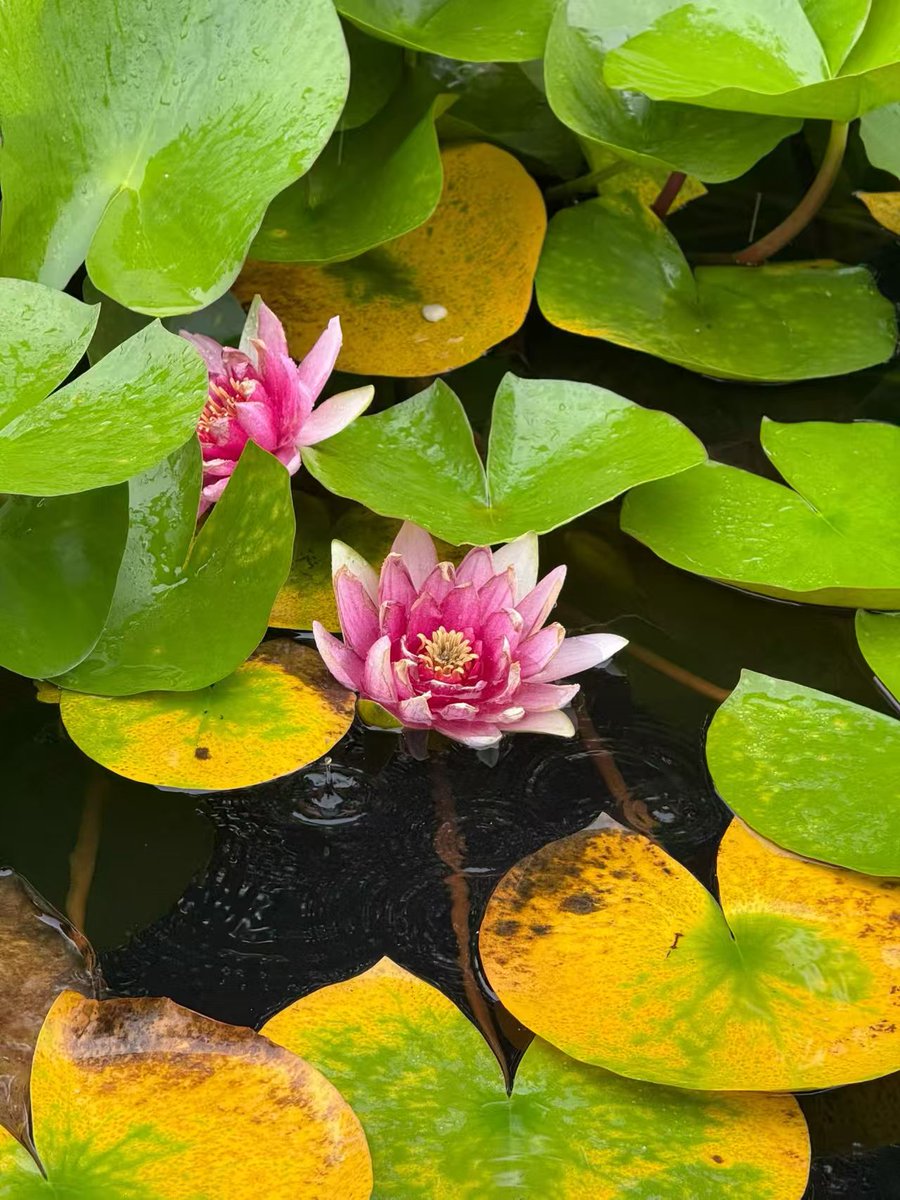 MrDMDF's tweet photo. 莲开，心释。
Lotus blooms, soul exhales.
#Jilinliaoyuan #吉林辽源东丰 https://t.co/Ixfohn8mQc
