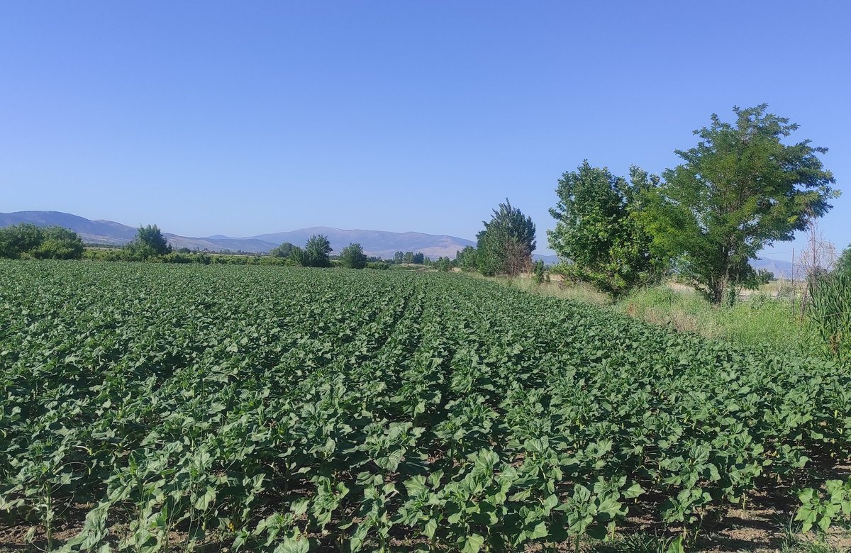 Sabah serinliği....