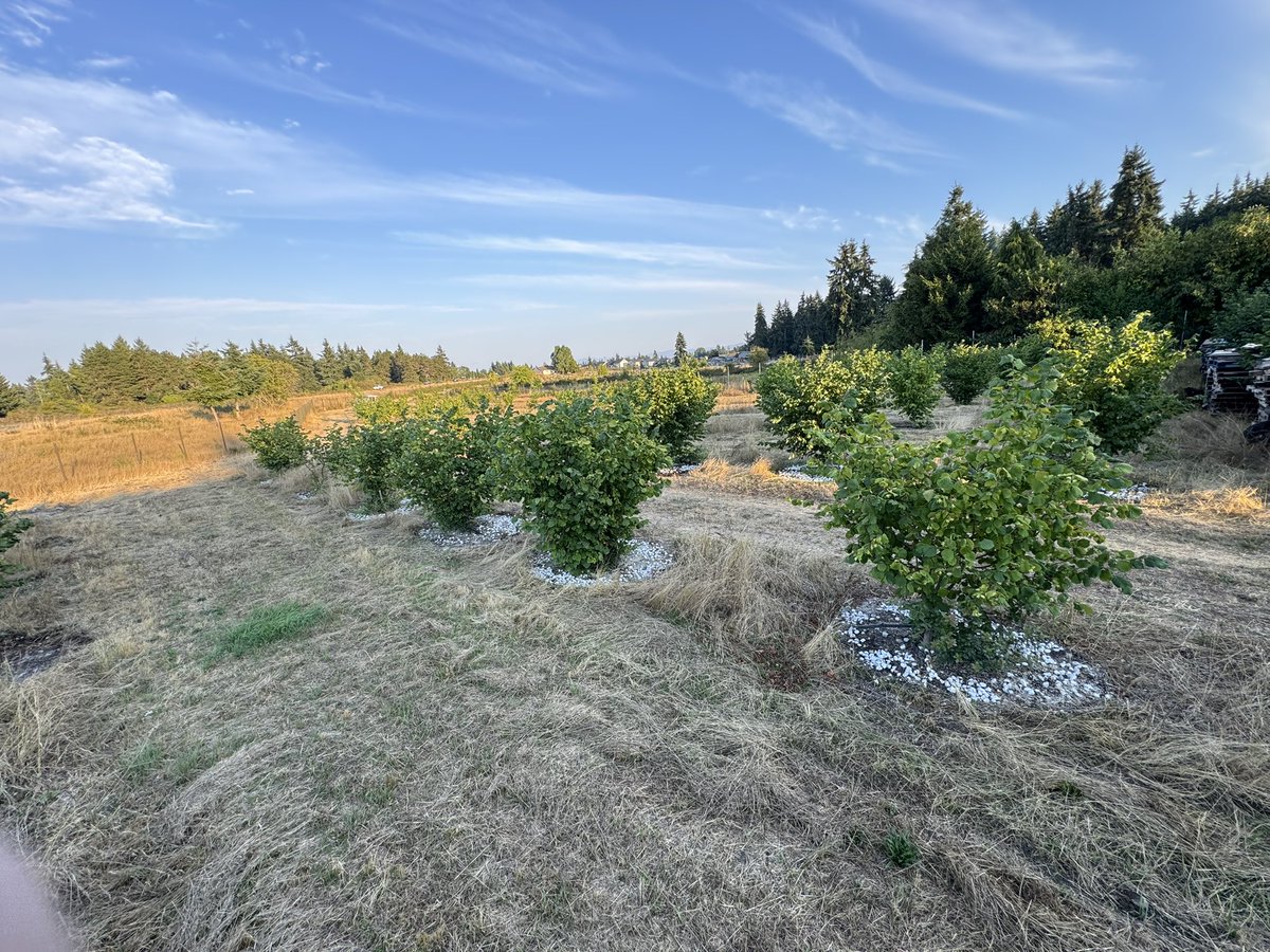 AlpineTruffle's tweet photo. Truffle Farming in the U.S.? Many try. Few succeed. At Alpine Truffle LLC, we did it 
Our success comes from planting high-quality truffle trees and providing the right care: precise irrigation, consistent weeding, and maintaining soil pH with marble rock mulching. https://t.co/uRZddd6For