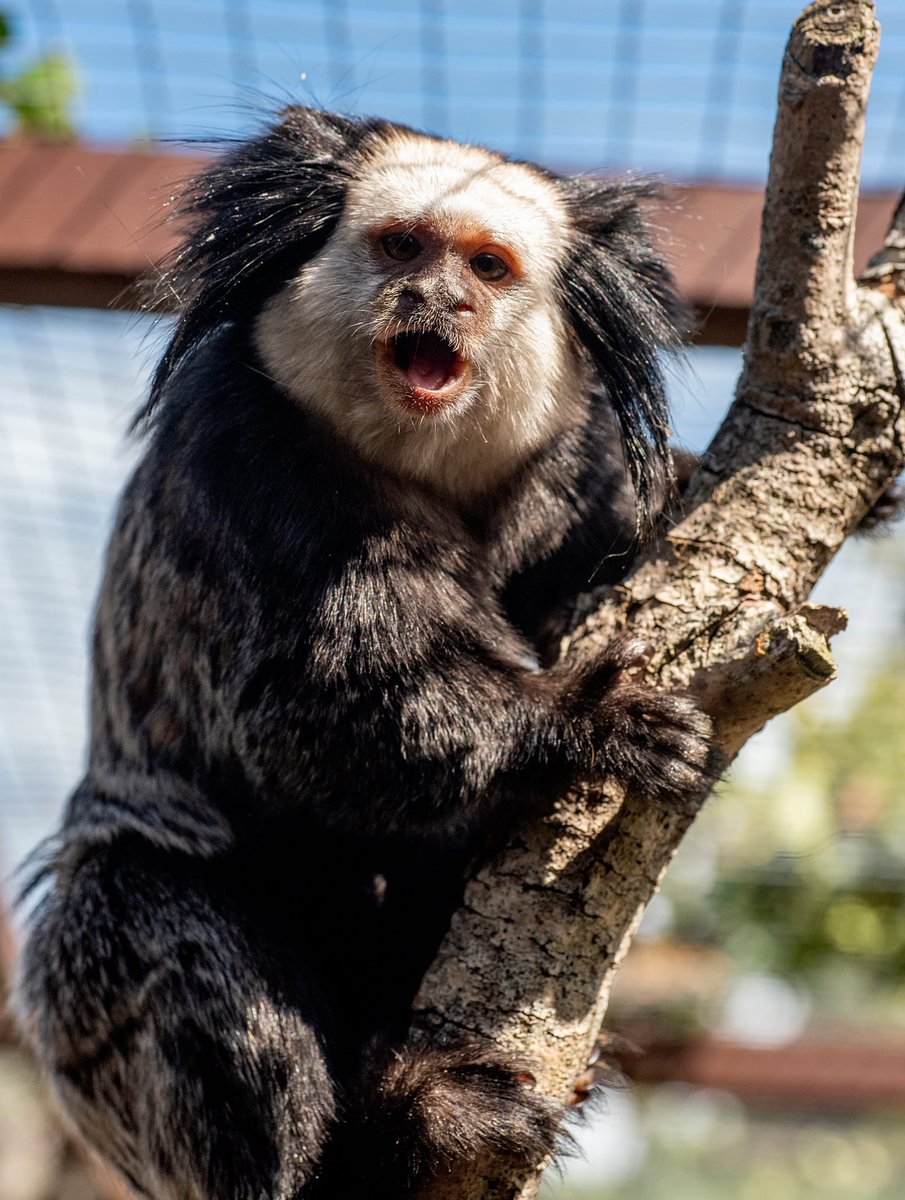 Yippee!! 🎉

Meeki can’t wait for a sunny Bank Holiday Monday! 🌞🐒

Swing by the haven for plenty of family fun.💛

Don’t forget ➡️ book online for cheaper admission! 😜

monkeyhaven.digitickets.co.uk/tickets

#familyfun #isleofwight #bankholiday #bankholidaymonday #bankholidayvibes