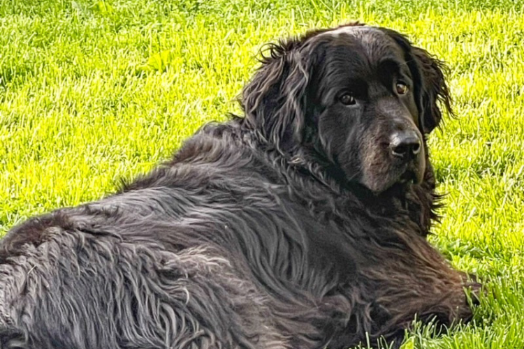 NycciNellis's tweet image. 🐾 #NationalDogDay was yesterday, but there’s always time to spoil your fur babies!

Places to stay with pup perks ⬇️

@CanopyBethesda + #HyattHouseDC + #HotelHive + #LyleDC + @theriverinn + @HayAdamsHotel + @RitzCarlton + @StRegisDC + @Kimpton ++
thelistareyouonit.com/buzz/were-all-…