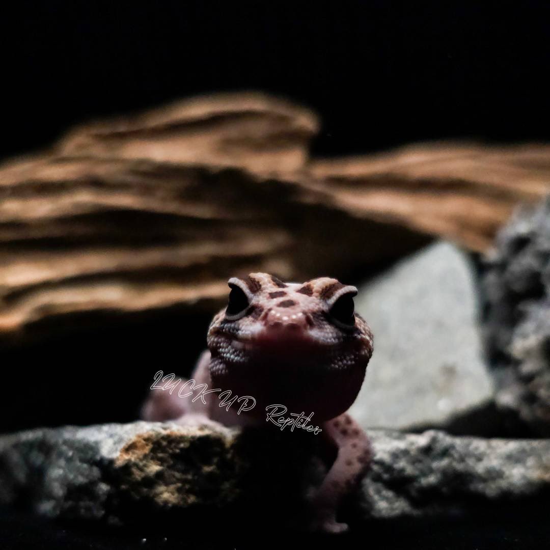 【希少✨キツネ/二層】イアパピヨネ　カメラバッグ　極美品　シボ革　刺繍　人気　黒 LUCK UP Reptiles🦎爬虫類ショップ🦎 on X: 
