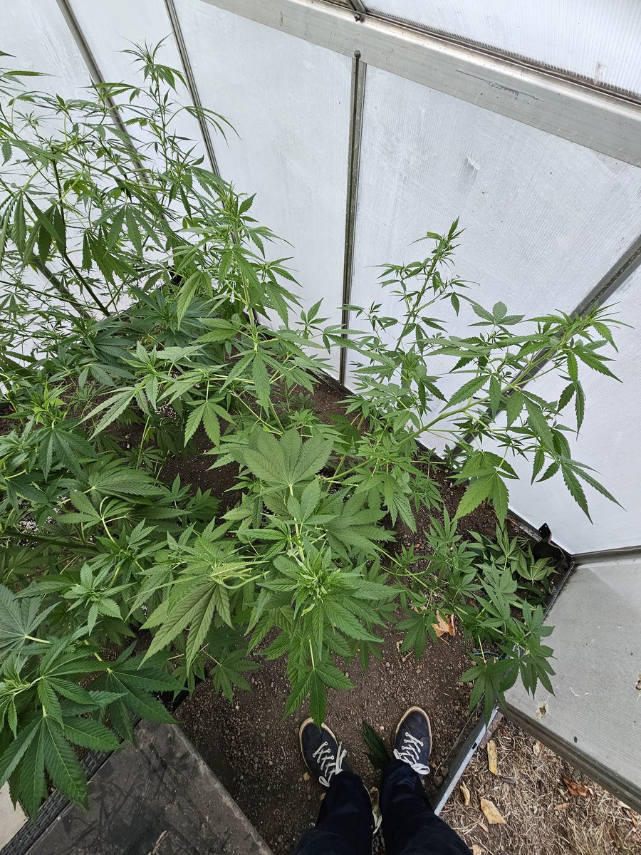 Fast Version B by <a href="/SuperSativa1985/">Super Sativa Seed Club</a> 
I think me and this strain will develop a history together.