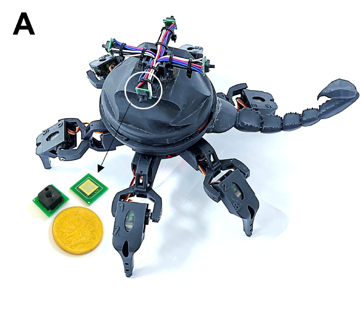 ScienceMagazine's tweet photo. A scorpion-inspired pressure sensor described in #ScienceAdvances successfully helped six-legged intelligent robots avoid “predators” and hunt “prey.” https://t.co/zahV1EhIVr https://t.co/kO8wkQvm3W