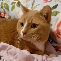 Adopt OLIVER  in #CastroValley, CA!!!
adoptapet.com/pet/44002955-o…

#AdoptDontShop #OrangeCats #RescueMe