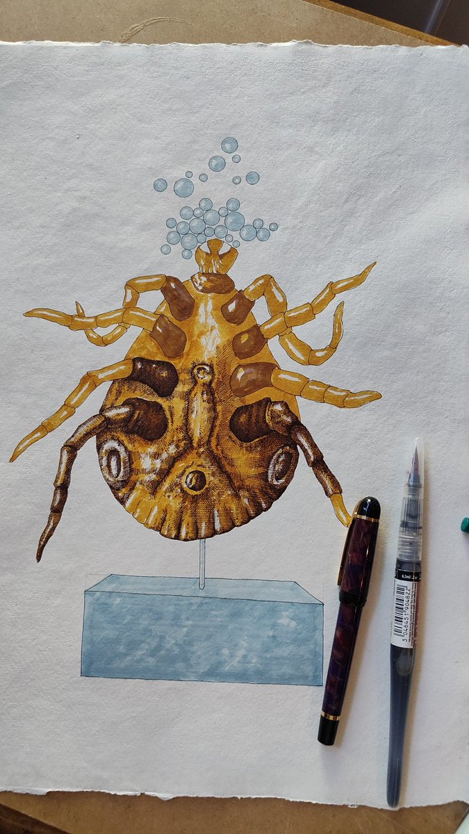 Atelier462's tweet photo. Could it be a tick?...
(in progress)
#art #drawing #dessin #illustrationart #painting #ink #Watermanink #ArtistOnX https://t.co/nQ9jR1EM47