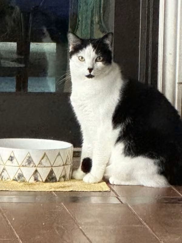 Adopt ORION in #Acampo, CA!!!
adoptapet.com/pet/36653703-o…

#AdoptDontShop #RescueMe #TuxedoCats