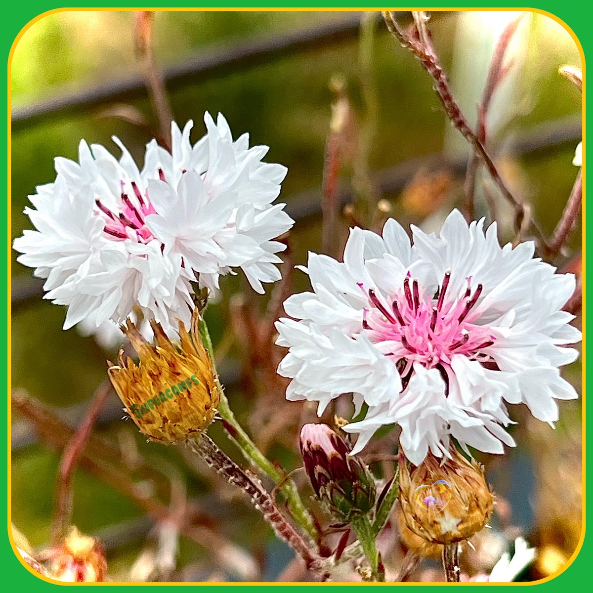 supercomfs's tweet image. #Sweet🍬
#Cornflowers🌽🌸
➖💚🌟
