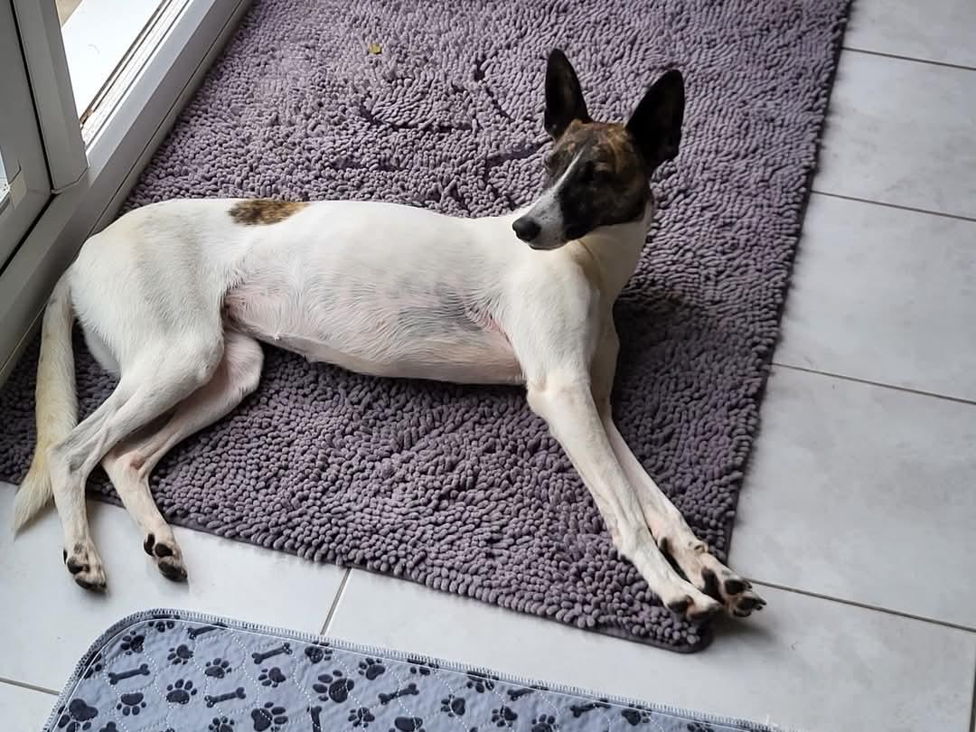 team_greenacres's tweet image. 🐶Meet Layla, our dog of the week (see profile pic)🐶

Sign a gentle hello to Layla, #Whippet cross

Layla is deaf &amp;amp; carries some emotional scars from her traumatic past

Saved by @CandyCaneRescue from Chinese meat trade. We are working  together to find her a home. Currently in