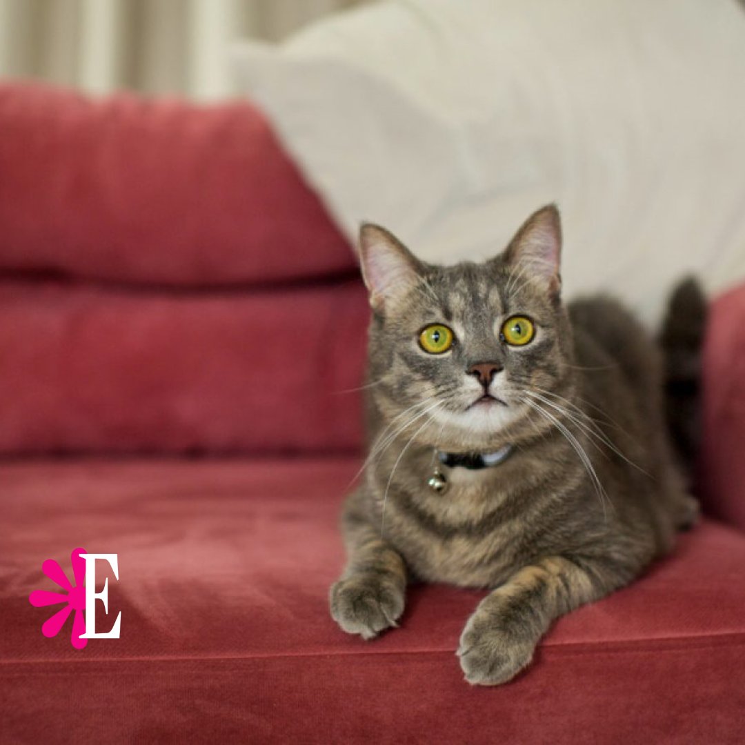 #Estampas | Protege a tu gatito! La calicivirosis felina es una enfermedad viral muy contagiosa que afecta sus vías respiratorias y boca. Descubre cómo prevenirla en: shre.ink/tI8U #Mascotas