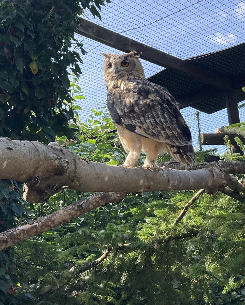Have a great week
#Owl #OwlishMonday