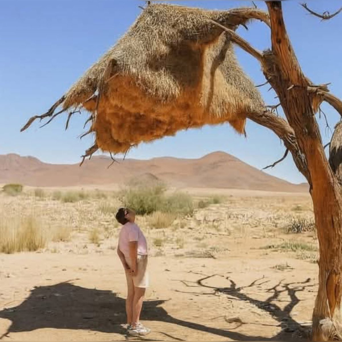 « Au début, j’ai cru que ce n’était qu’une botte de foin coincée dans les branches, mais en y regardant de plus près, j’ai compris que c’était vivant. Cette immense structure a été construite par les tisserins sociables, et ce n’est pas seulement un nid… c’est une véritable cité