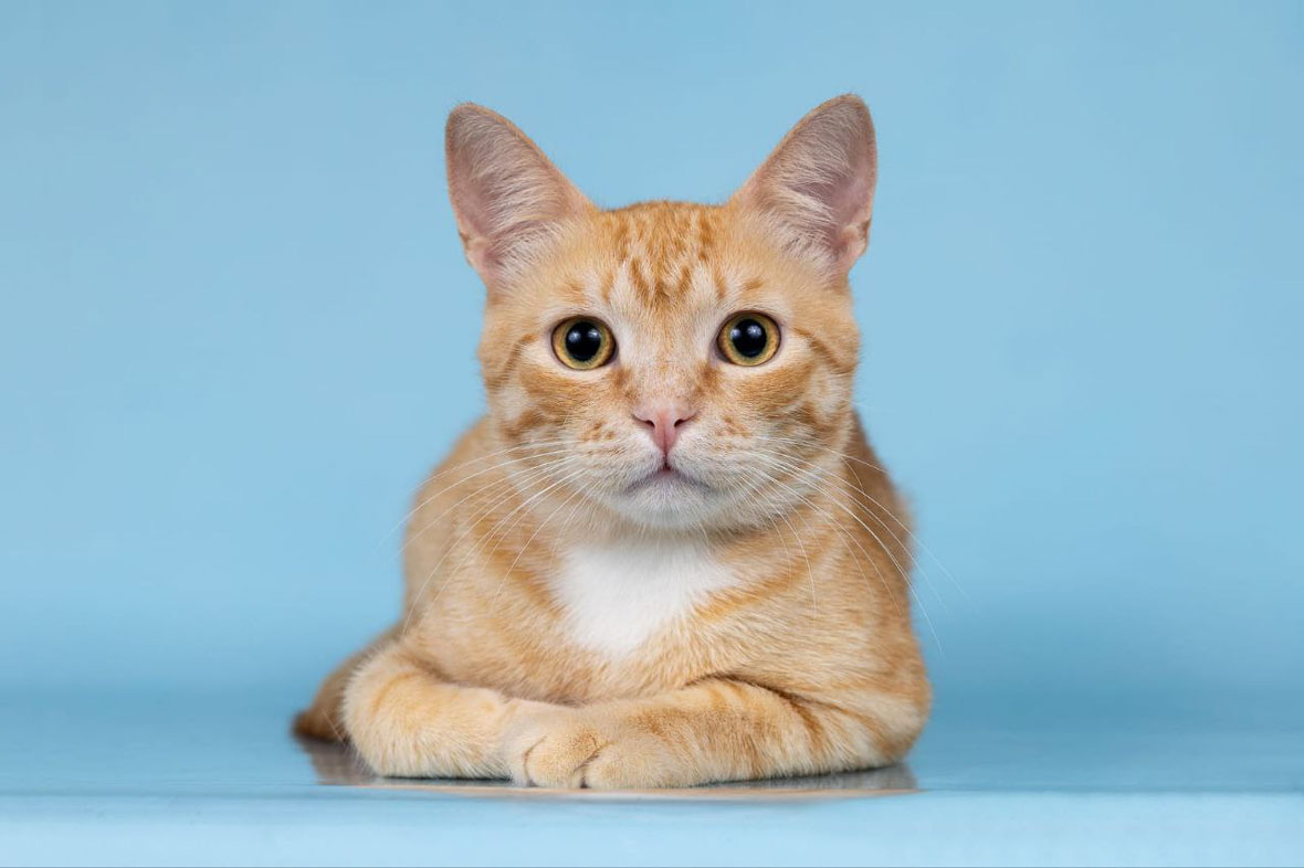 #Москва и МО
❤ Рыжий котик по имени Ром — настоящий маленький искатель приключений! 🏡 🐈
С яркой, как солнечный день, шерстью и озорным взглядом, он готов покорить сердца всех, кто его встретит. ☀ Ром — настоящий компаньон, который мечтает о теплом доме и любящей семье.